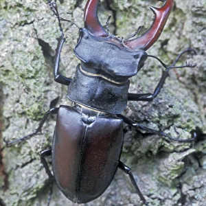 Stag Beetle - Male - The Netherlands, Overijssel