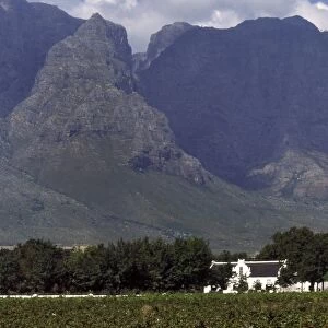 Stellenbosch Wine Estate CRH 954 Cape wine region, South Africa © Chris Harvey / ardea. com