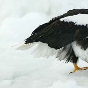 Steller's Sea Eagle - feeding. Hokkaido, Japan