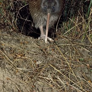 Stewart Island Brown Kiwi - leaving burrow