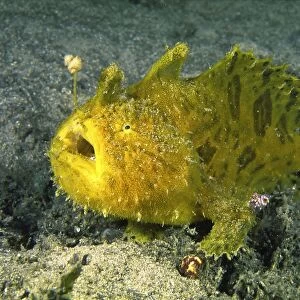 Striated frogfish - common in Sydney Harbour. They rest very quietly on the sea floor and can resemble a sponge. A specialised appendage on the head serves as a lure with bait