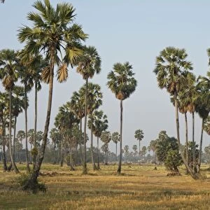 Sugar Palm Trees - among rice plantation - Thailand