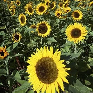Sunflower - crop in field, Lower Saxony, Germany