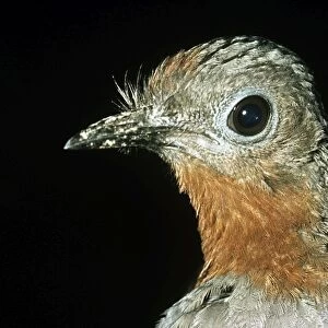 Superb Lyrebird - Australia