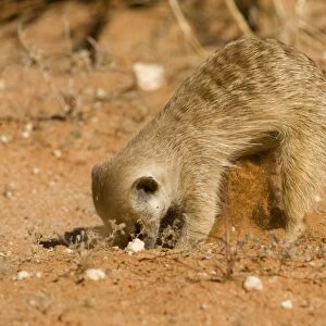 Suricate-Meerkat-Digging for food in the form of grubs and scorpions Kalahari Desert-Kgalagadi National Park-South Africa