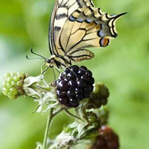 Swallowtail Butterfly - on dewberry