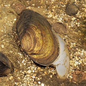 Swan Mussel - Showing threds that attach Mussels to rocks