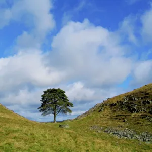 Hadrian's Wall Fine Art Print Collection: Enchanting Sycamore Gap Tree