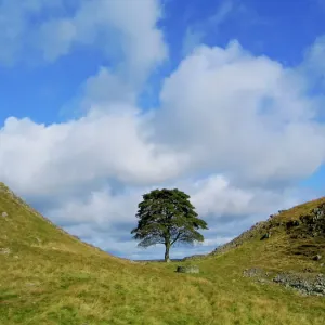 Enchanting Sycamore Gap Tree