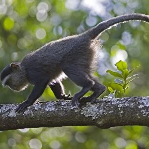 Sykes Monkey - Masai Mara - Kichwa Tembo Forest - Kenya
