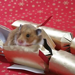 Syrian Hamster in Christmas cracker