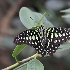 Tailed Jay Butterfly - resting on leaf, Emmen, Holland