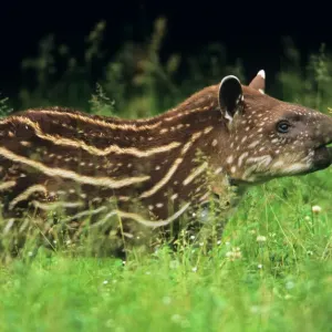 Tapir - young USH-1206 Print Tapir - young USH-1206 Print