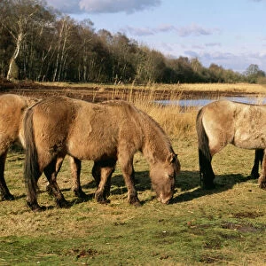 Tarpan CK 2319 Wild Horses. Redgrave & Lopham Fen National reserve, Suffolk UK. © Chris Knights / ARDEA LONDON