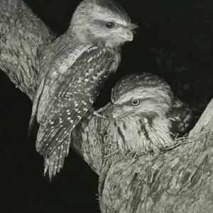 Tawny Frogmouths - pair at their nest in a Jarrah Tree in south-western Australia. This pair nested on exactly the same site in successive years, 1957 and 1958. The nest was about 10m above ground level