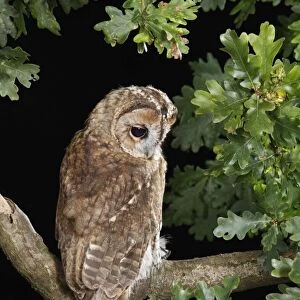 Tawny owl - looking down from oak branch Bedfordshire UK