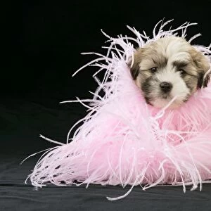 Teddy Bear Dog - puppy (8 weeks old) with black background and pink scarf