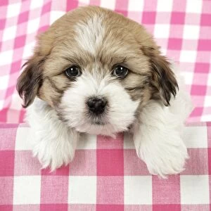 Teddy Bear Dog - Puppy (8 weeks old) Digital Manipulation: replaced left eye