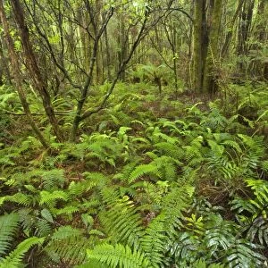 Temperate rainforest - magnificent lush, cool temperate rainforest, which is dominated by ferns and lichen and moss-covered trees - Nelson Valley, Franklin-Gorden Wild Rivers National Park, Tasmania, Australia