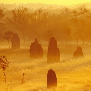 Termite mounds - at sunrise