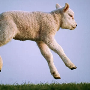 Texel Sheep USH 513 Lamb jumping, used for milk © Duncan Usher / ardea. com