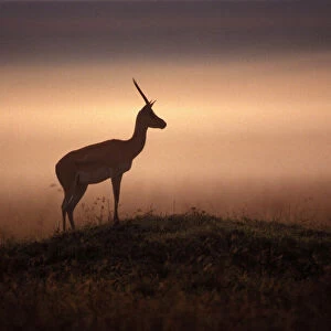 Mammals Metal Print Collection: Thomsons Gazelle
