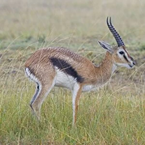 Thomson's Gazelle - in the rain - Masai Mara Triangle - Kenya