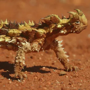 Thorny Devil Near Newhaven Station, Nthn Territory, Australia