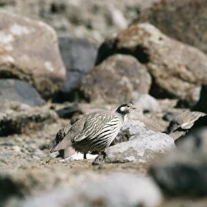 Phasianidae Collection: Tibetan Snowcock