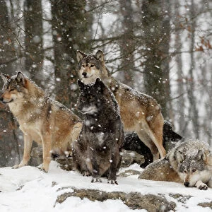 Timber Wolf / Grey Wolf sub species - In winter snow