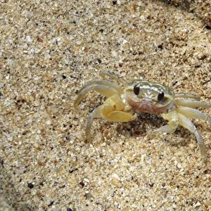 Tiny Pea Crab on tropical beach outside its burrow. Sri Lanka