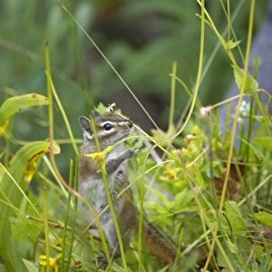Sciuridae Collection: Townsends Ground Squirrel