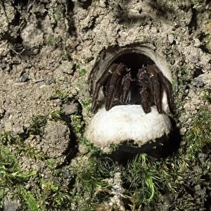 Trapdoor Spider ready to pounce on passing prey, a trapdoor spider sits at its burrow entrance. By day the spider withdraws into its den built into a bank and closes the hinged door. Not all trapdoor spiders construct doors for their burrows