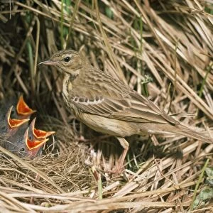 Tree Pipit - at nest with young