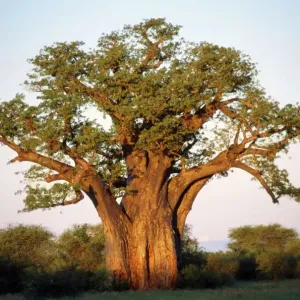 Baobab in Leaf Print