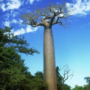 Baobab Tree Madagascar Print