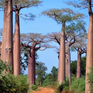 Baobab Tree Madagascar Print