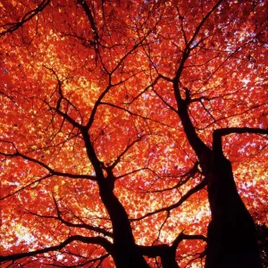 Japanese Maple DOW-16 Print