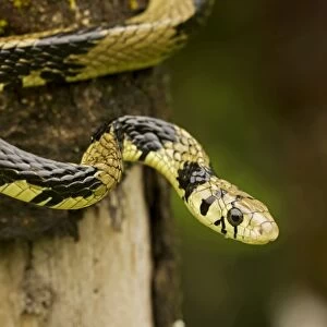 Tropical / Tiger Rat Snake - Costa Rica