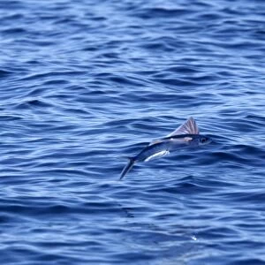Tropical two-wing flyingfish - in the strait of Gibraltar. Spain