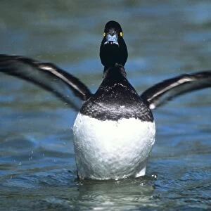 Tufted Duck - drake stretching wings