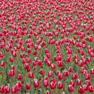 Tulip Princess Victoria Keukenhof Gardens Netherlands PL001592