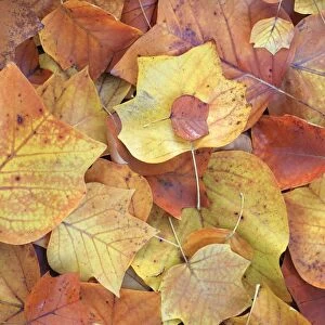 Tulip Tree - leaves showing autumn colour, Hessen, Germany