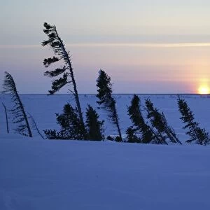 Tundra - sunset. Churchill, Manitoba. Canada