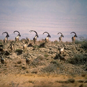 Turkmen Wild Goat - bachelor herd Kirthar National Park Pakistan