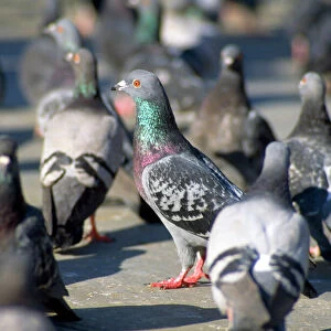 Urban Pigeons - in Trafalgar Sqaure - London - UK