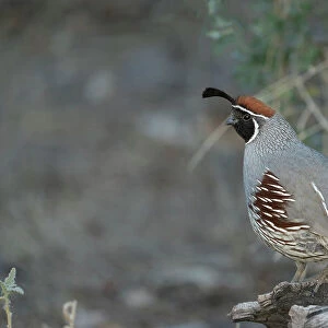 USA, Arizona, Sonoran Desert. Male Gambel's quail close-up. Date: 27-03-2021