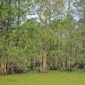 USA - Baldcypress swamp (water covered mostly by duckweed), (Lake Martin), Atchafalaya Basin, Louisiana. S5793
