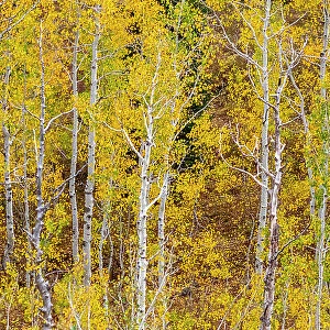 USA, Idaho, Highway 36 west of Liberty and hillsides covered with Aspens in autumn panorama Date: 25-09-2020