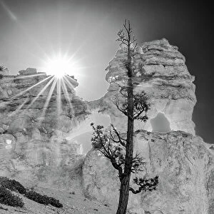 USA, Utah. Black and white. Ponderosa pine and hoodoos with starburst, Bryce Canyon National Park. Date: 18-10-2020